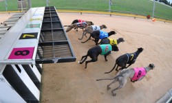 Greyhound trailer retrieved