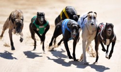 Venom ready to strike at Warragul