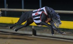 Hooked On Scotch out of Warragul Cup final