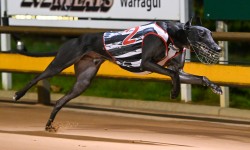 Smokey scorches in St Leger heats