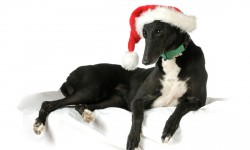 Christmas eve is Kids Night at the Warragul greyhounds